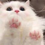 Amalia Serrano Avatar